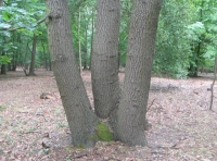 Ancient coppiced oak