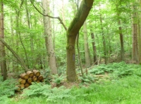 Fair Wood