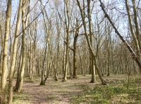 Ferrers Wood - SOLD