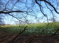Ferrers Wood - SOLD photo 4