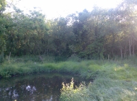 Ferry Lane Wood - SOLD photo 4