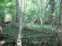 Firhill Wood and Meadow photo 6