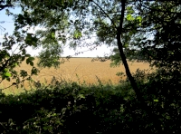 Fleming Wood - SOLD