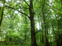 Flintstone Wood