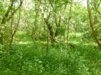 open area with alder