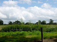 view to field