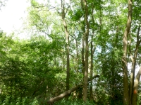 canopy