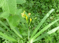 wild flowers