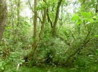 Ash and alder