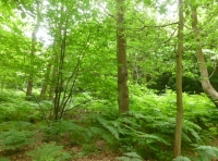 Foxehola Wood