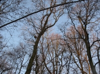 Friars Wood - SOLD