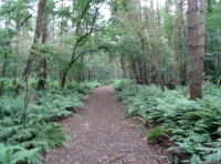 Hacons Wood - SOLD