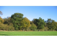 Haesel Wood - SOLD