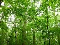 Mature oak and ash