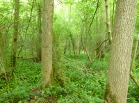 Wood entrance