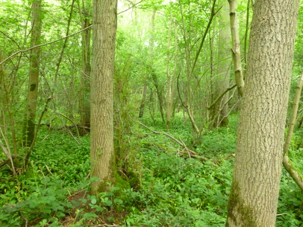 Harrowden Wood