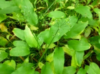 Woodland canopy