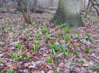 Ash trees