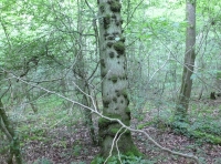 Woodland ride