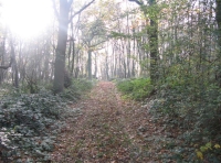 Hart Wood - SOLD