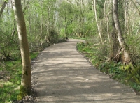 Hind Wood