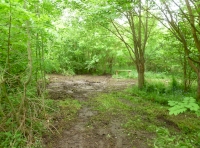 Oak by entrance