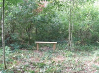 Edge of glade