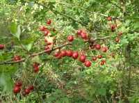 Mature oak
