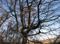 Hugletts Wood - SOLD