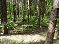 Infantry Wood