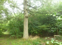 Inkerman Wood - SOLD