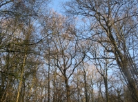 Woodland canopy