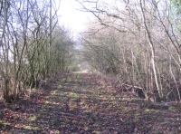 Woodland ride