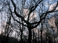 Oak and ash in winter