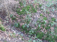 Deep ditch showing deer rack