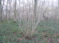 Coppice