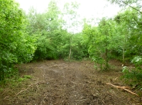 new glade