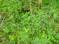 wild flowers