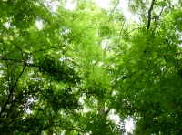 tree canopy