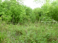 old glade