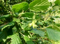 hazelnuts