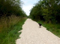 track to wood