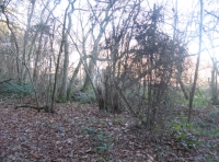 Middle  Wood - SOLD