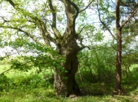 Miller Wood - SOLD