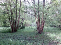 Moat End  Wood - SOLD photo 2