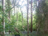 Moat End  Wood - SOLD photo 3