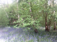 Moat End  Wood - SOLD photo 4