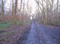Main track to wood