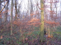 Sunlight on coppice