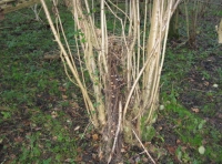Coppice stool
